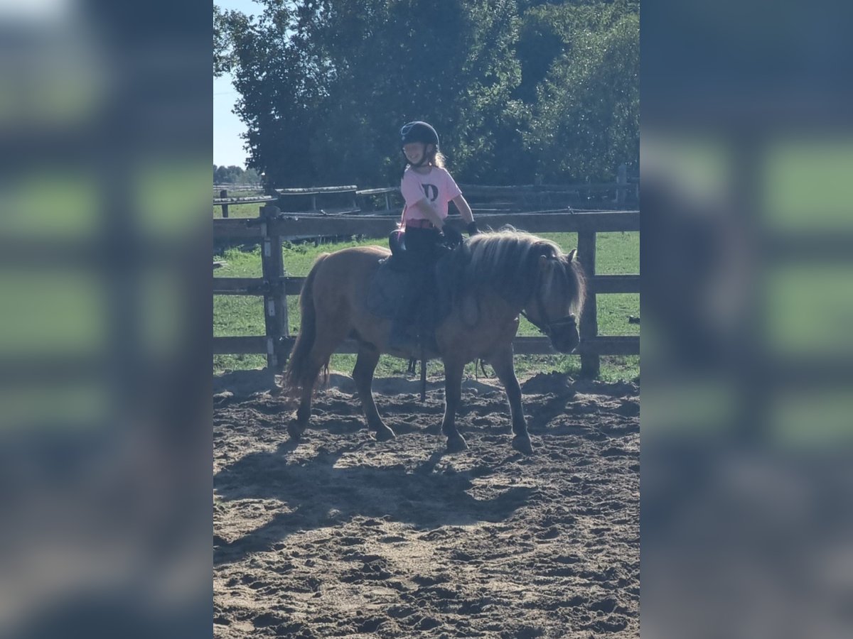 Weitere Ponys/Kleinpferde Wallach 8 Jahre 125 cm Falbe in Rechnitz