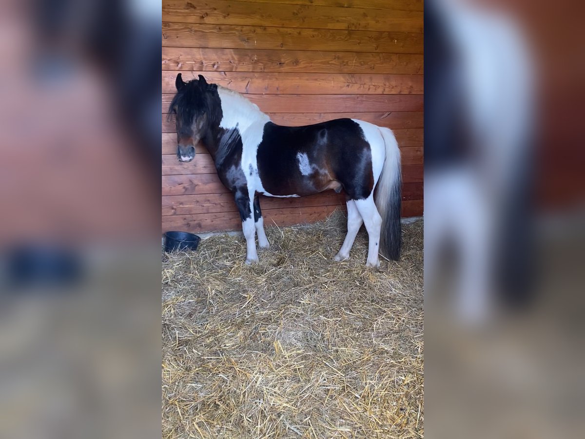 Weitere Ponys/Kleinpferde Wallach 8 Jahre 130 cm Schecke in Rechnitz Weitere Ponys/Kleinpferde Wallach 8 Jahre 130 cm Schecke in Rechnitz