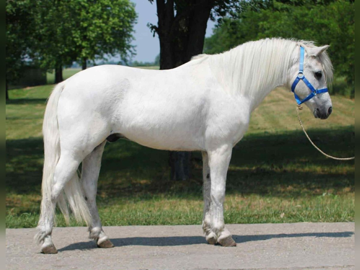 Weitere Ponys/Kleinpferde Wallach 8 Jahre 138 cm Schimmel in Becs