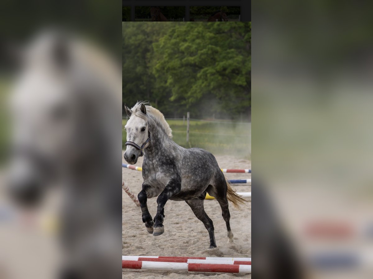 Weitere Ponys/Kleinpferde Wallach 8 Jahre 140 cm Apfelschimmel in Kloster Sch&#xE4;ftlarn