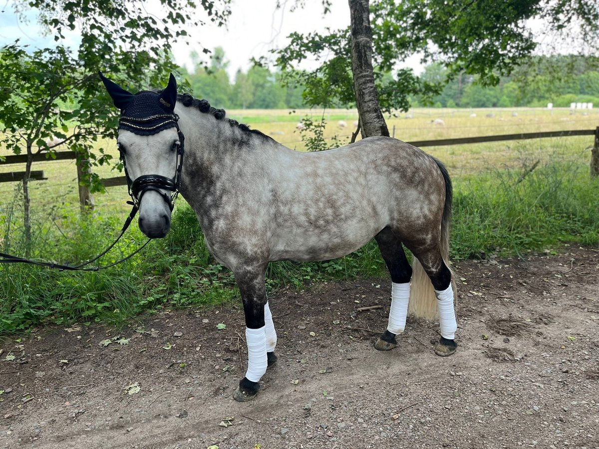 Weitere Ponys/Kleinpferde Wallach 8 Jahre 142 cm Buckskin in Seevetal