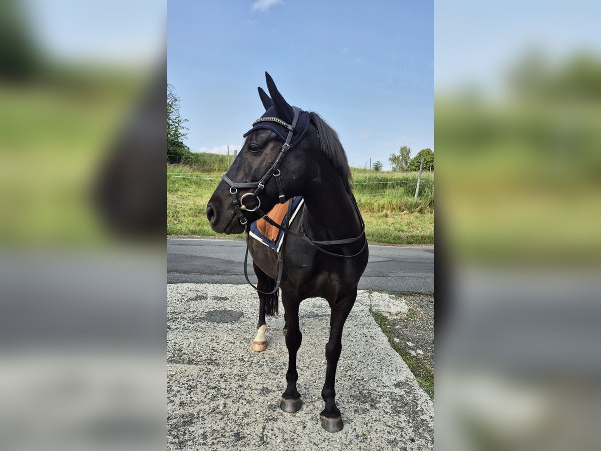 Weitere Ponys/Kleinpferde Mix Wallach 8 Jahre 146 cm Rappe in M&#xFC;geln
