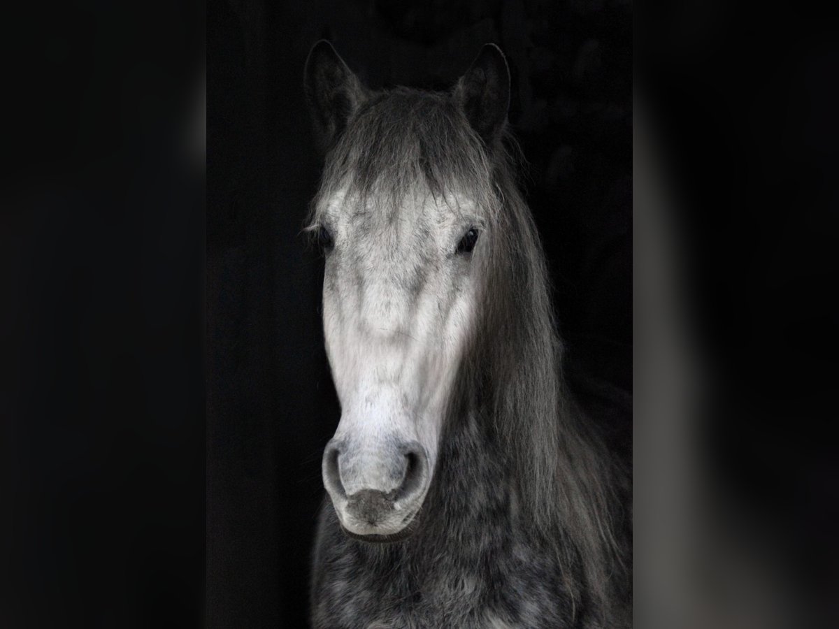 Weitere Ponys/Kleinpferde Mix Wallach 8 Jahre 151 cm Apfelschimmel in Scheibenberg