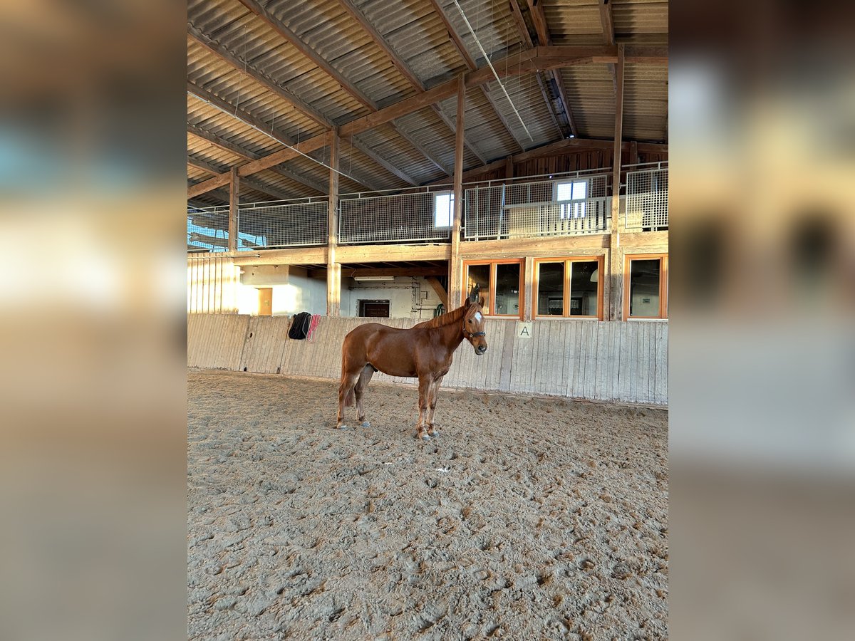 Weitere Ponys/Kleinpferde Mix Wallach 8 Jahre 153 cm Fuchs in Niederstetten