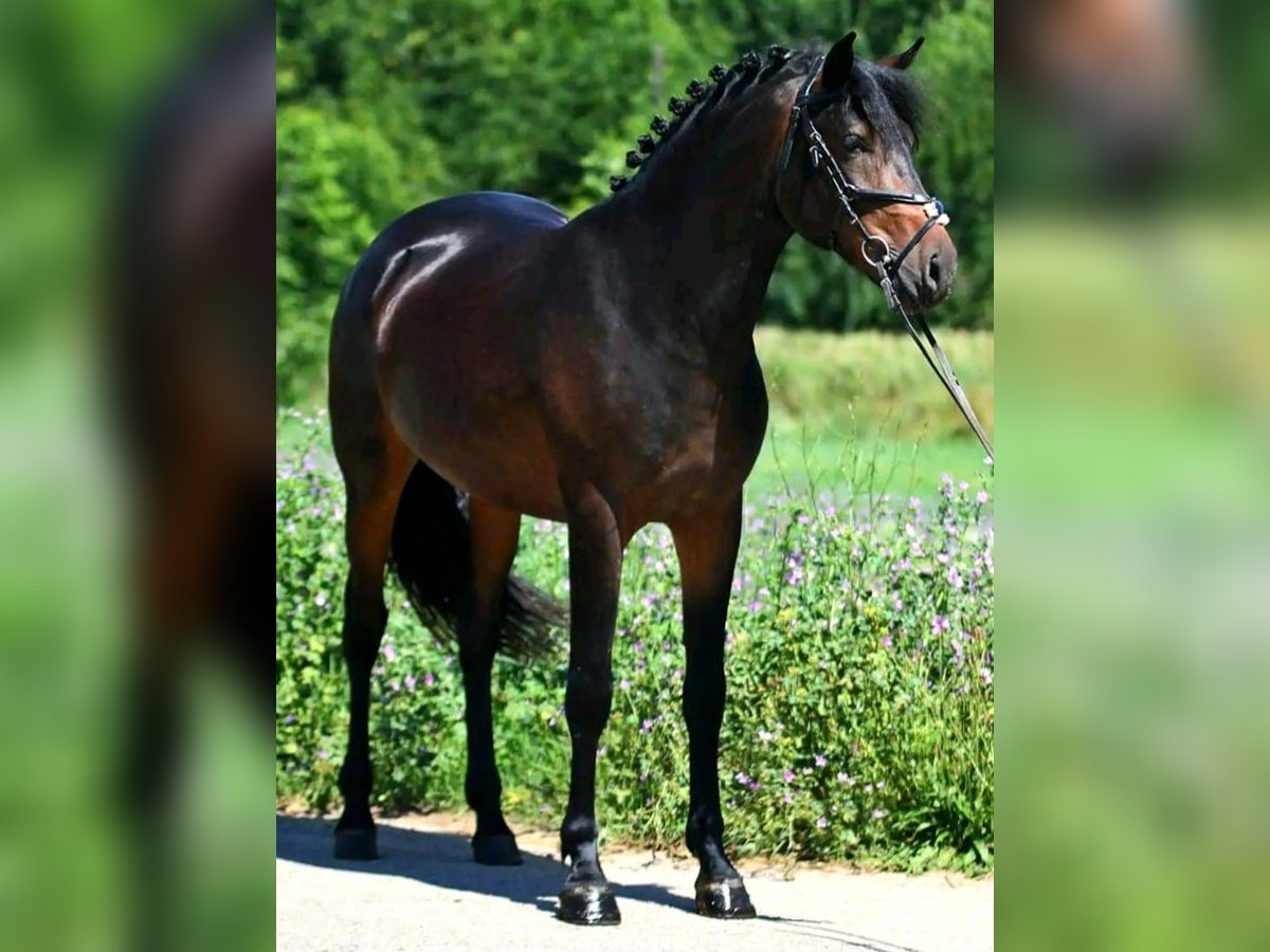 Weitere Ponys/Kleinpferde Wallach 8 Jahre 155 cm Brauner in B&#xE9;k&#xE9;scsaba