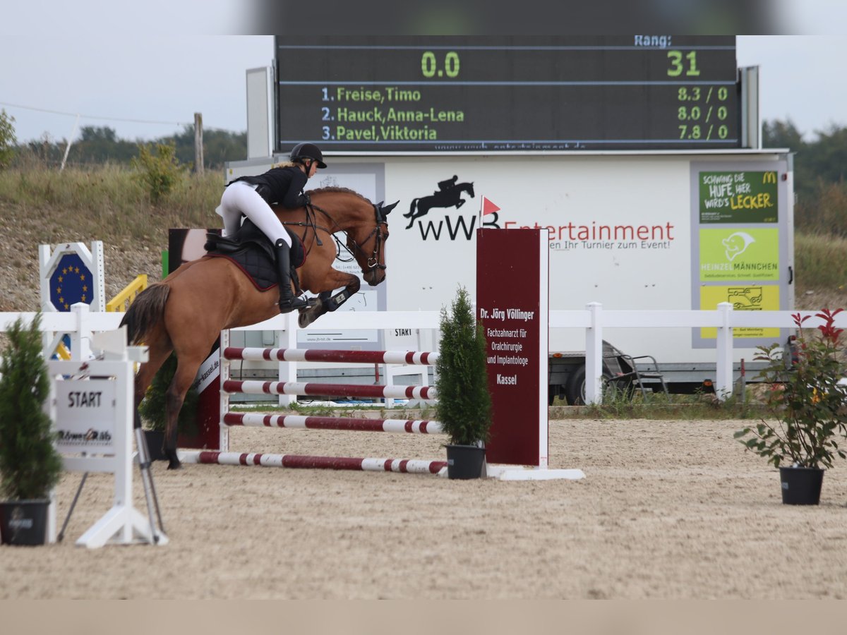 Weitere Ponys/Kleinpferde Mix Wallach 8 Jahre 160 cm Hellbrauner in Calden
