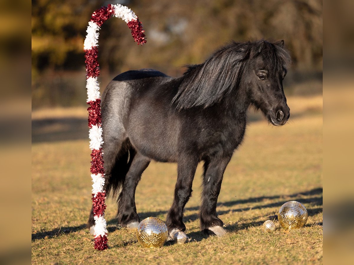 Weitere Ponys/Kleinpferde Wallach 8 Jahre 91 cm Roan-Blue in Weatherford