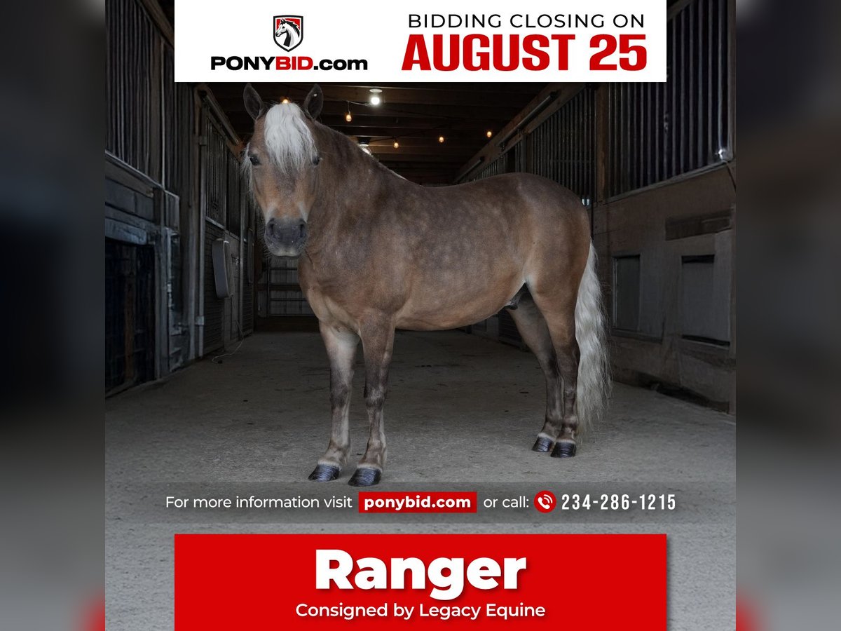 Weitere Ponys/Kleinpferde Wallach 8 Jahre 99 cm Buckskin in Fredericksburg
