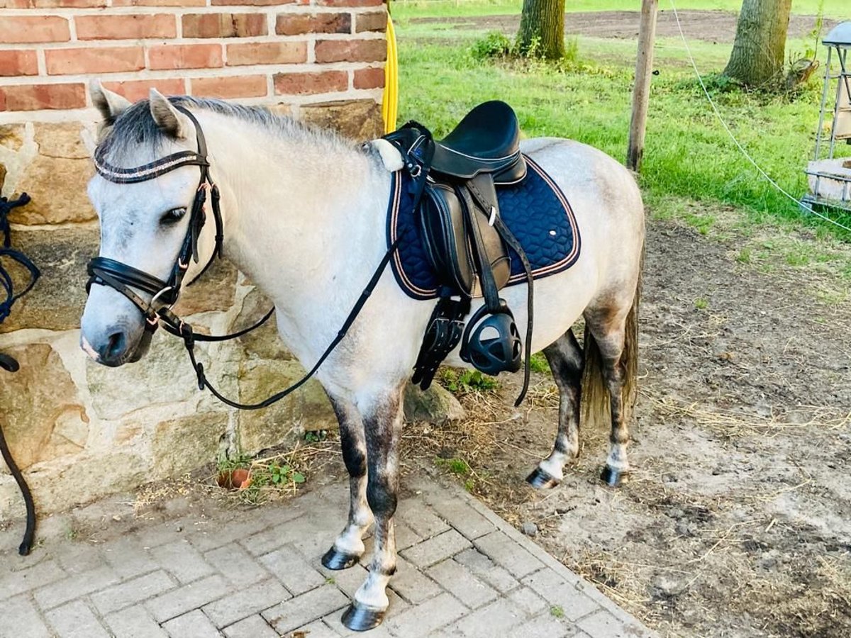Weitere Ponys/Kleinpferde Wallach 9 Jahre 113 cm Apfelschimmel in F&#xFC;rstenauF&#xFC;rstenau