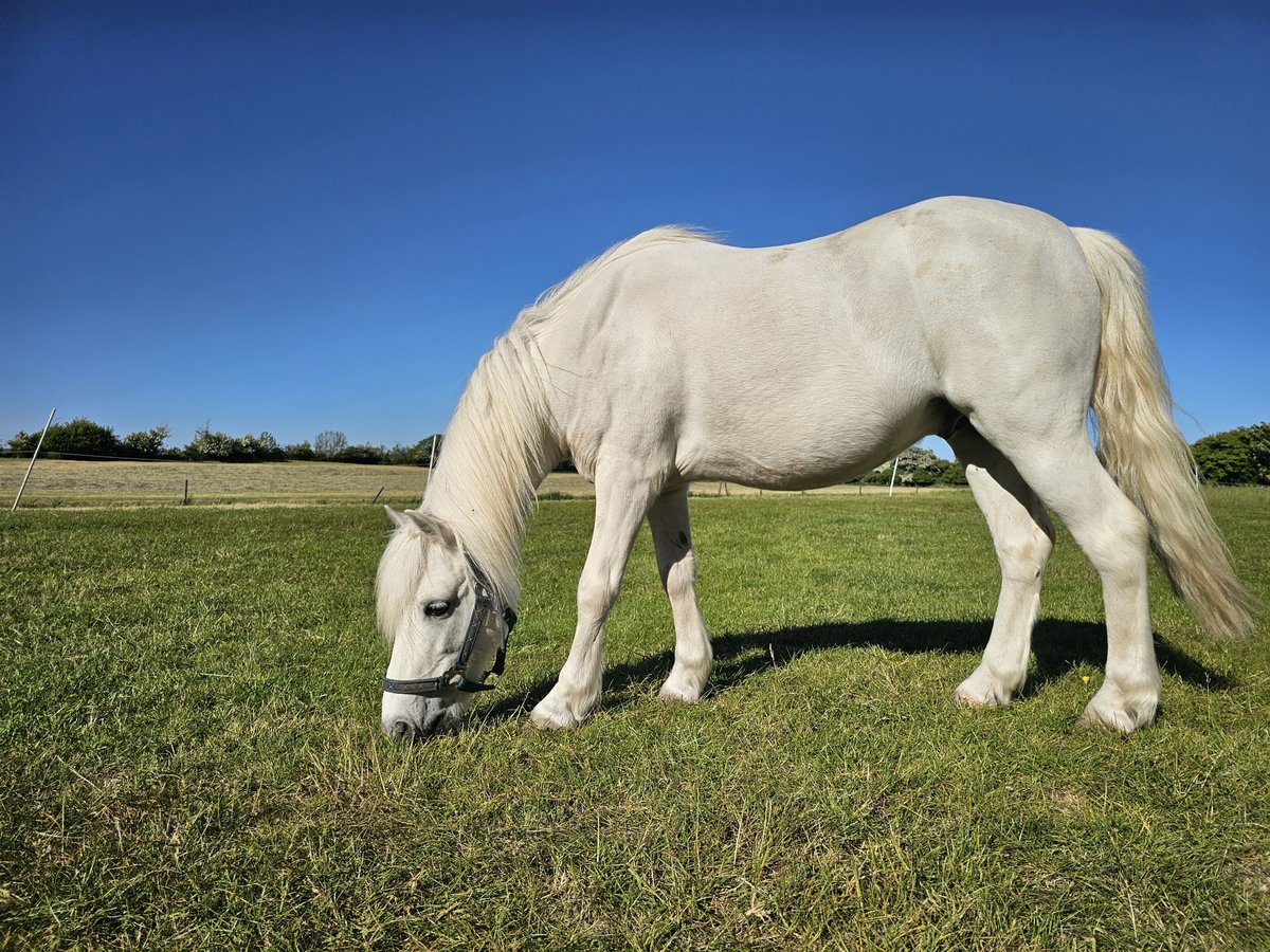 Weitere Ponys/Kleinpferde Wallach 9 Jahre 115 cm Schimmel in Fehmarn