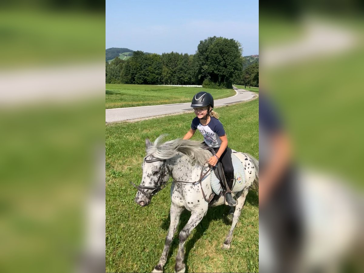 Weitere Ponys/Kleinpferde Wallach 9 Jahre 120 cm Tigerschecke in St.Georgen an der Leys