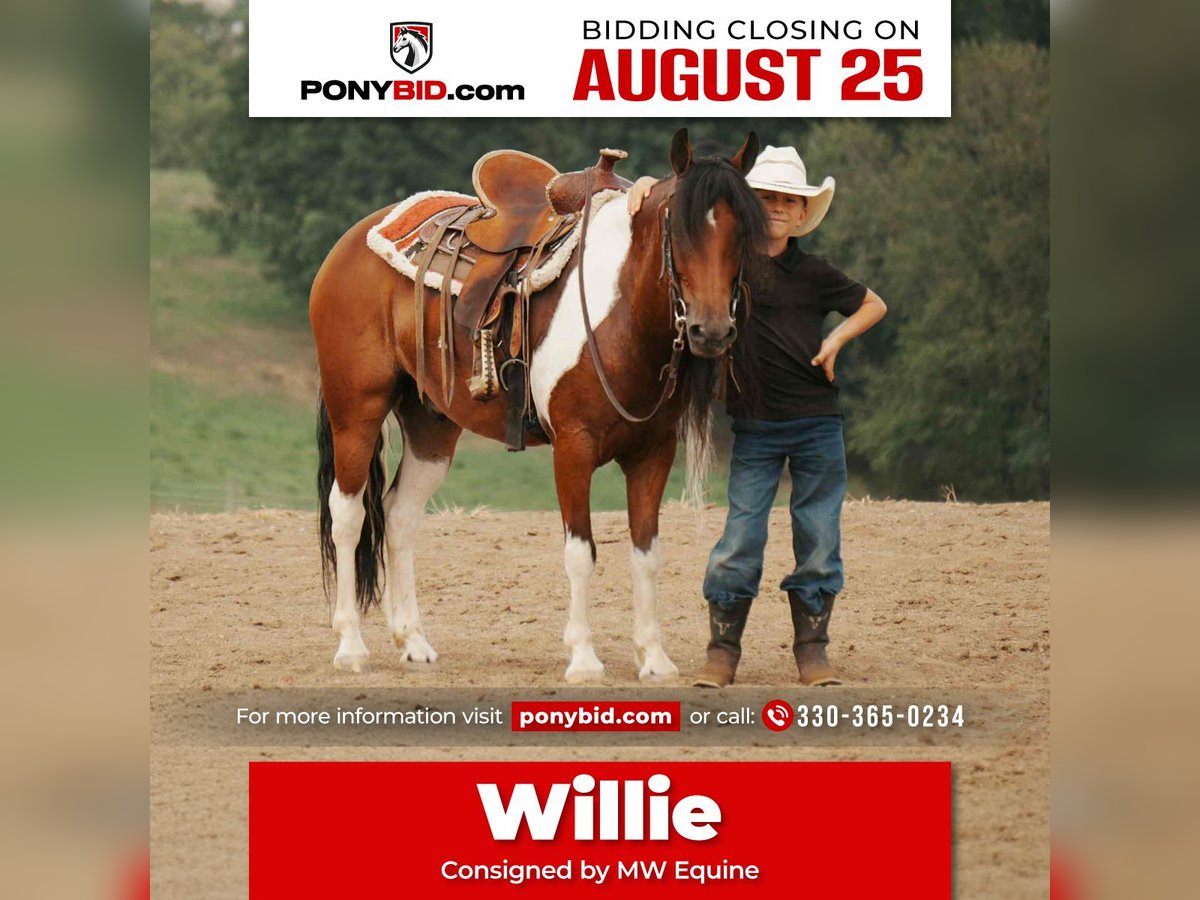 Weitere Ponys/Kleinpferde Wallach 9 Jahre 122 cm Schecke in Fresno