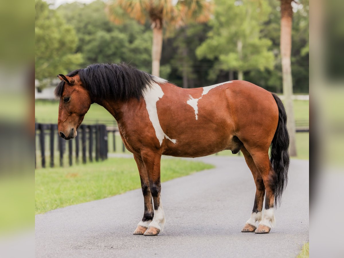 Weitere Ponys/Kleinpferde Wallach 9 Jahre 127 cm in Ocala, FL