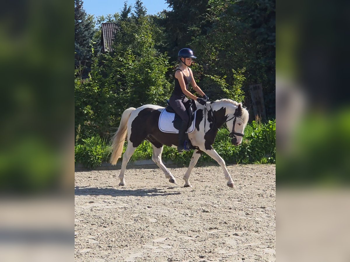 Weitere Ponys/Kleinpferde Mix Wallach 9 Jahre 142 cm Schecke in Berlin