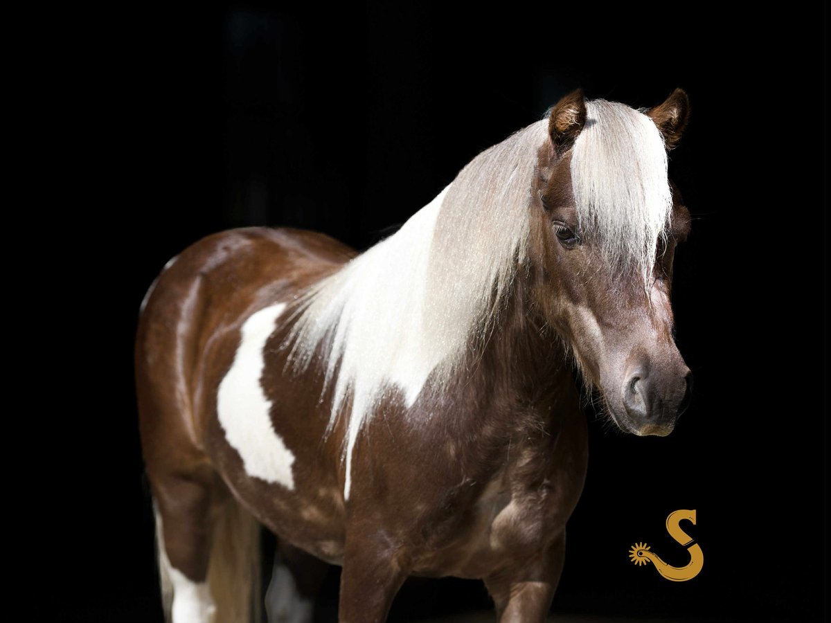 Weitere Ponys/Kleinpferde Wallach 9 Jahre 89 cm in Bogard, MO