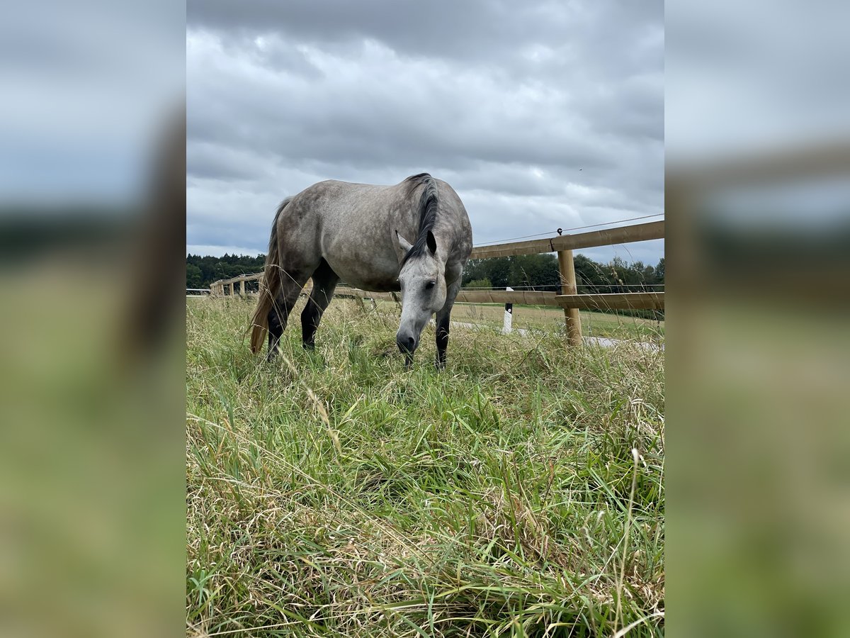 Weitere Vollblüter Stute 10 Jahre 150 cm Apfelschimmel in Bad Abbach