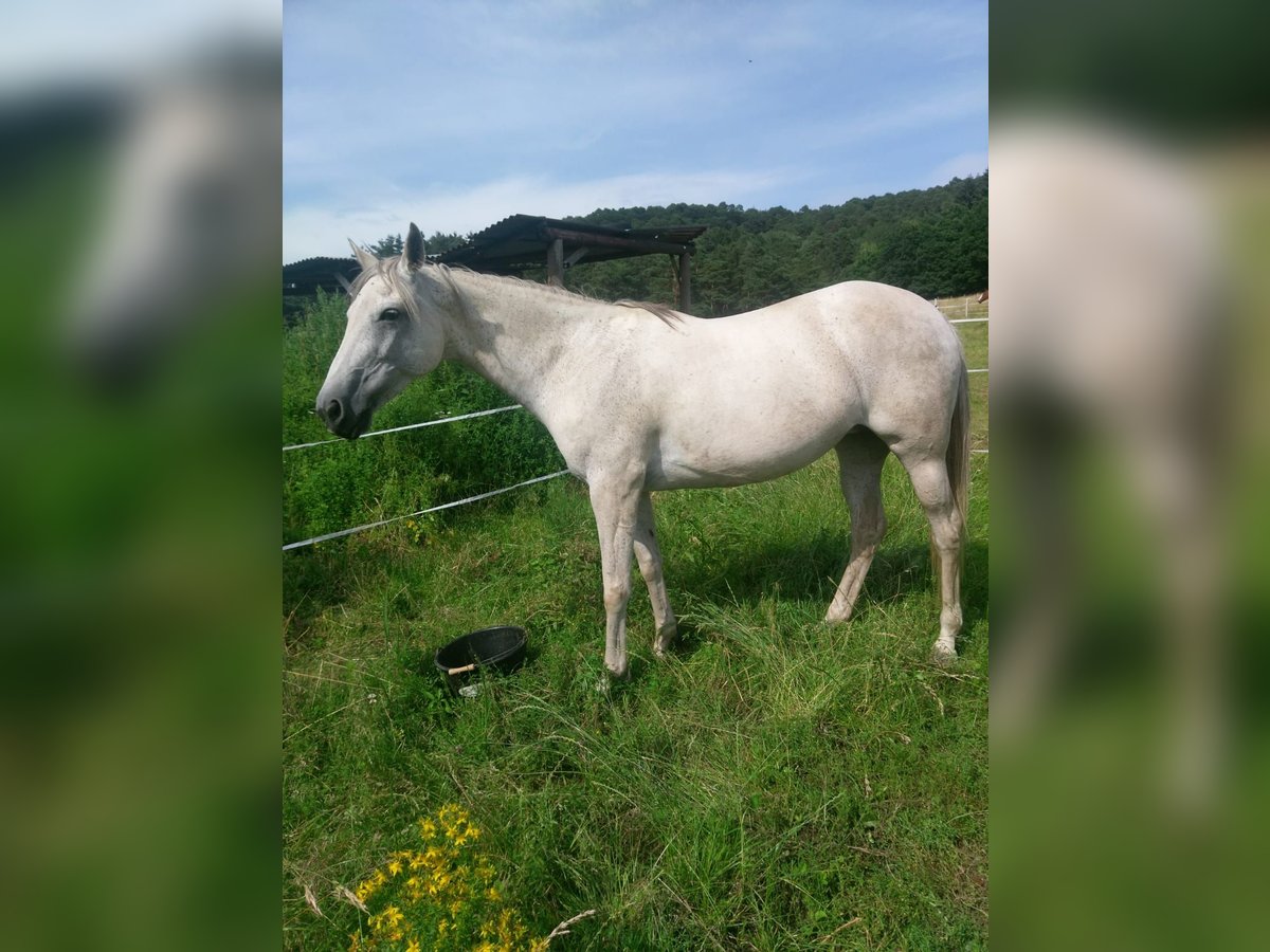 Weitere Vollblüter Stute 18 Jahre 156 cm Apfelschimmel in Weidenthal