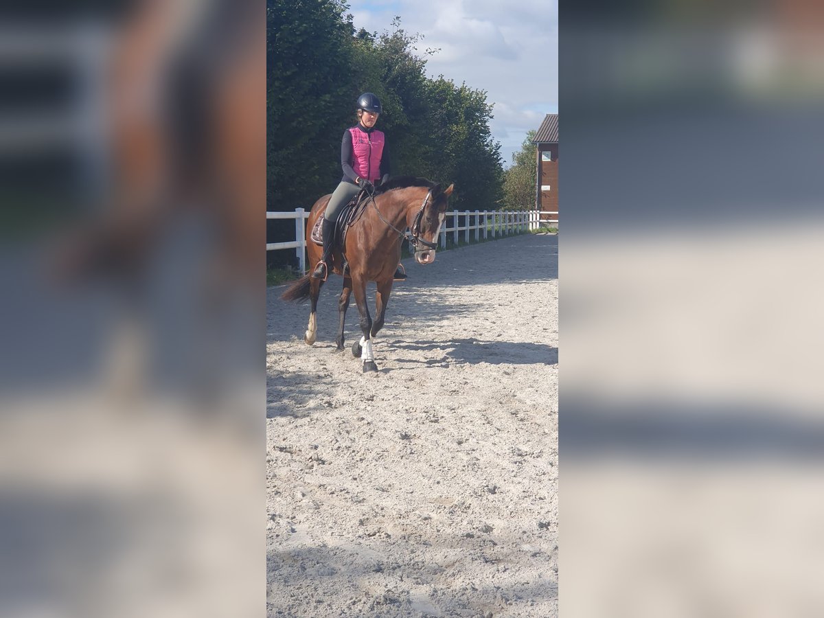 Weitere Vollblüter Stute 19 Jahre 164 cm Dunkelbrauner in Neu Wulmstorf