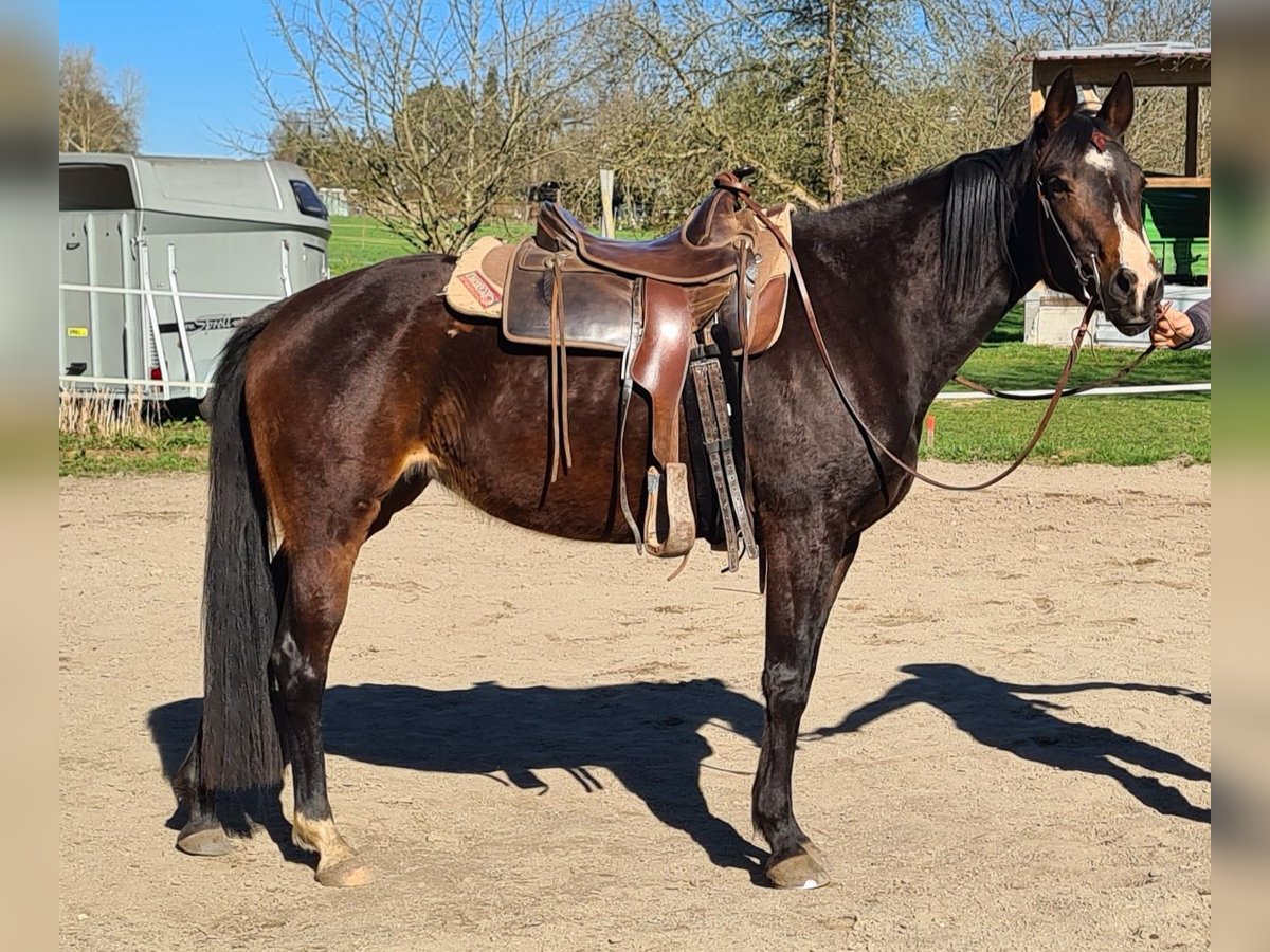 Weitere Vollblüter Mix Stute 4 Jahre 160 cm Brauner in Salem