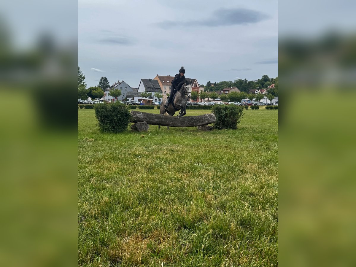Weitere Vollblüter Stute 4 Jahre 163 cm Schimmel in Zweibr&#xFC;ckenZweibr&#xFC;cken
