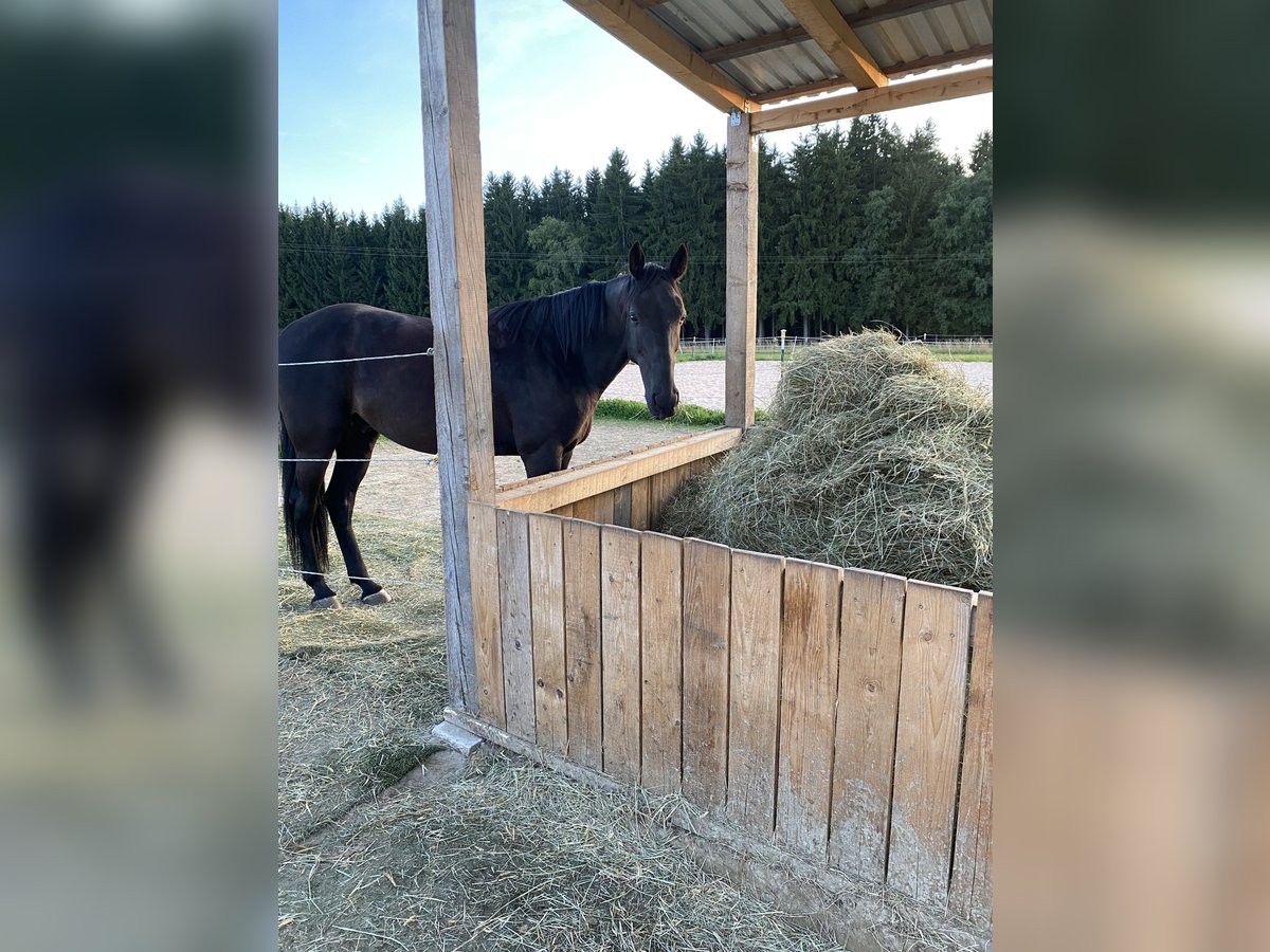 Weitere Vollblüter Wallach 10 Jahre 160 cm Rappe in Selb