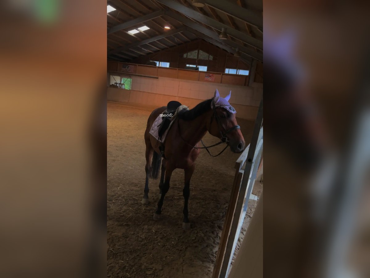 Weitere Vollblüter Wallach 10 Jahre 172 cm Brauner in Pennewang