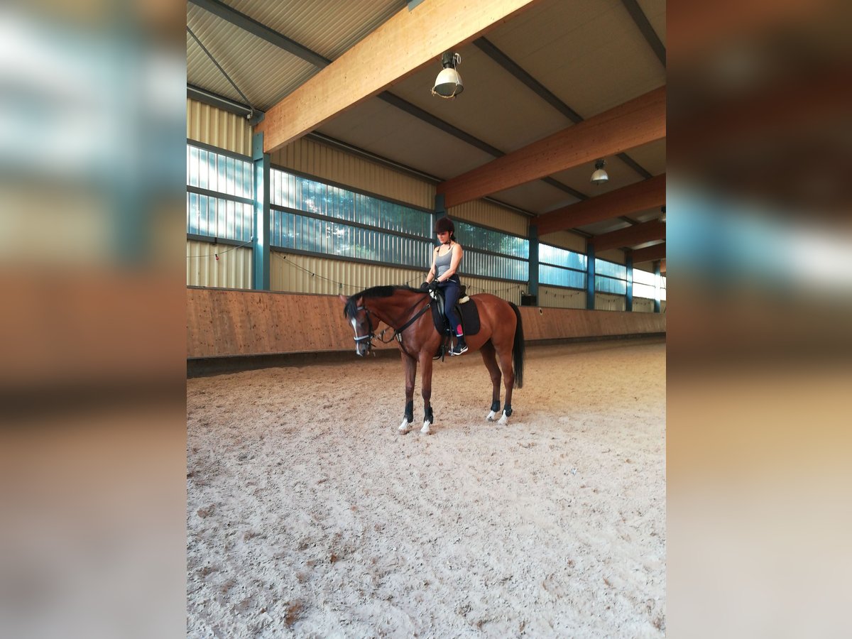 Weitere Vollblüter Wallach 13 Jahre 162 cm Brauner in Erligheim