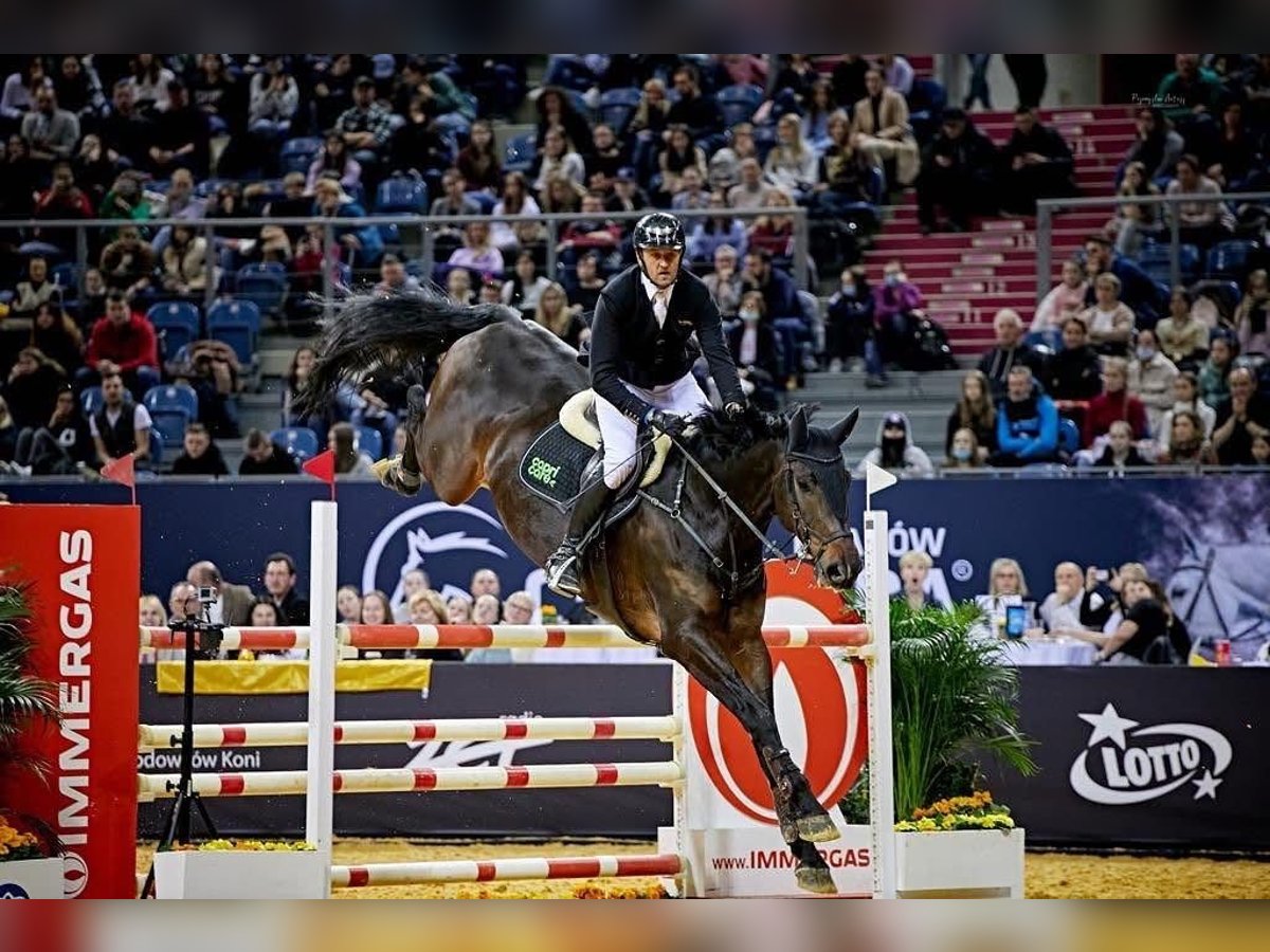 Weitere Vollblüter Wallach 13 Jahre 185 cm Schwarzbrauner in wiele&#x144;