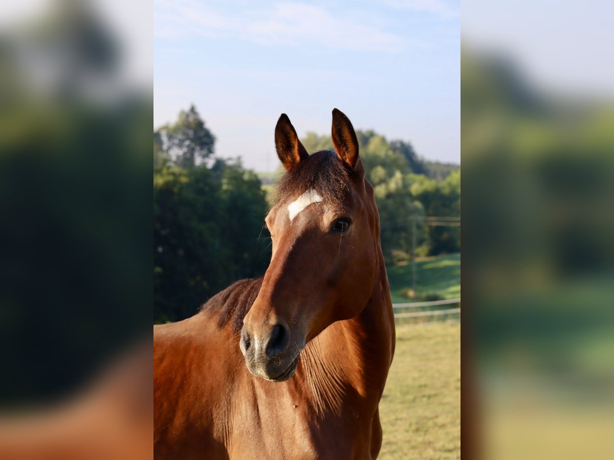 Weitere Vollblüter Mix Wallach 14 Jahre 162 cm Dunkelbrauner in Wellendingen