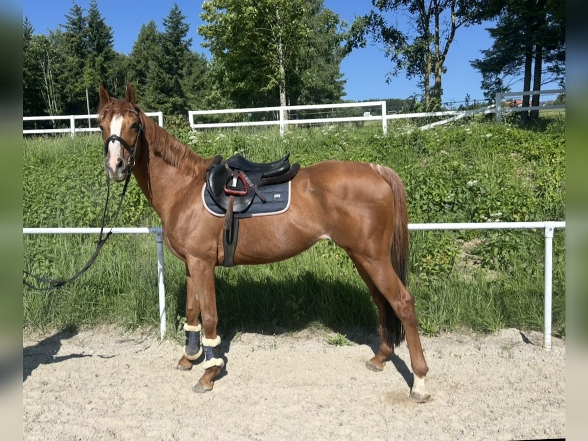 Weitere Vollblüter Wallach 15 Jahre 160 cm Fuchs in Pelmberg