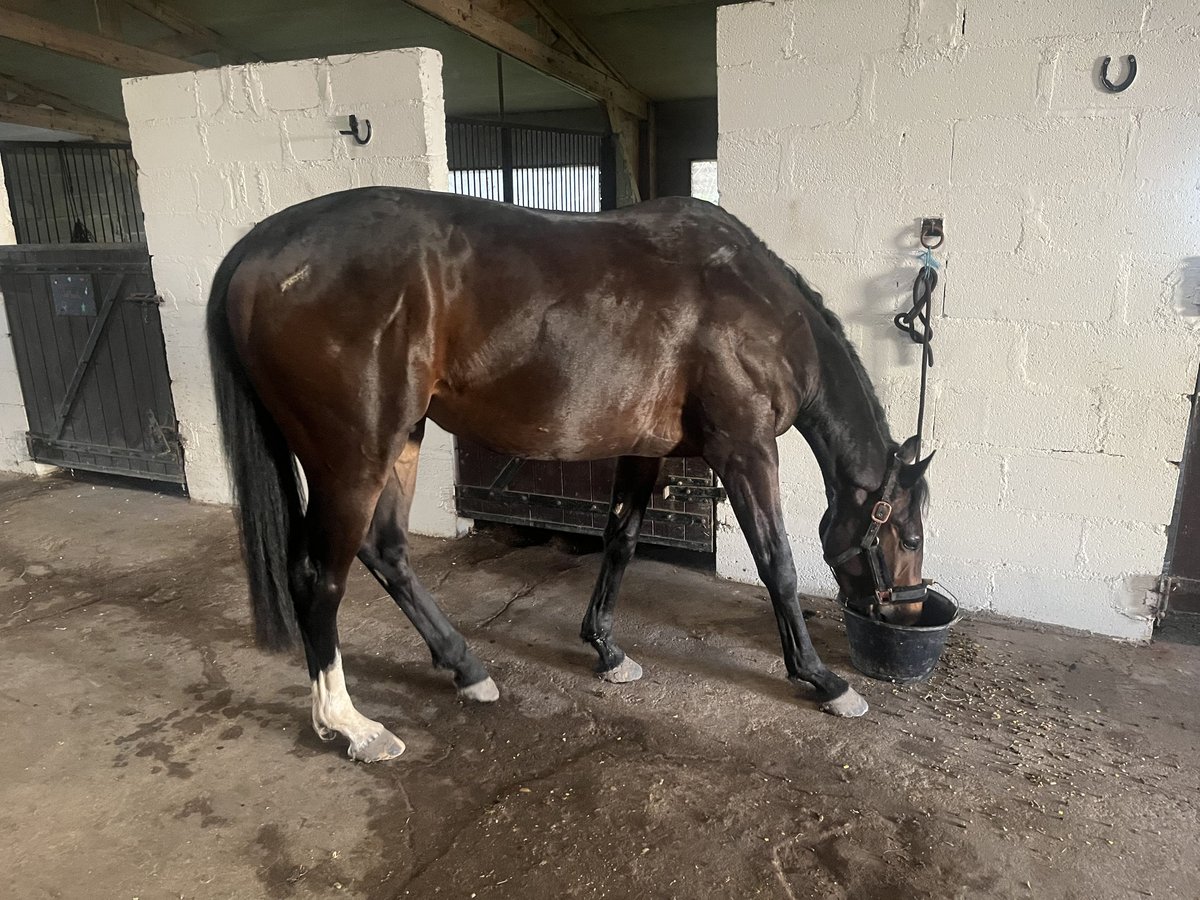 Weitere Vollblüter Wallach 3 Jahre 156 cm Schwarzbrauner in Mehers