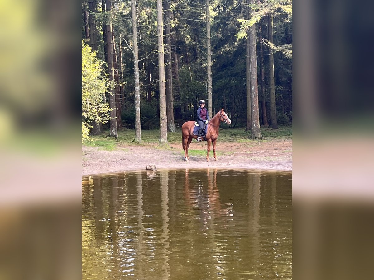 Weitere Vollblüter Wallach 6 Jahre 156 cm Fuchs in Eddelak