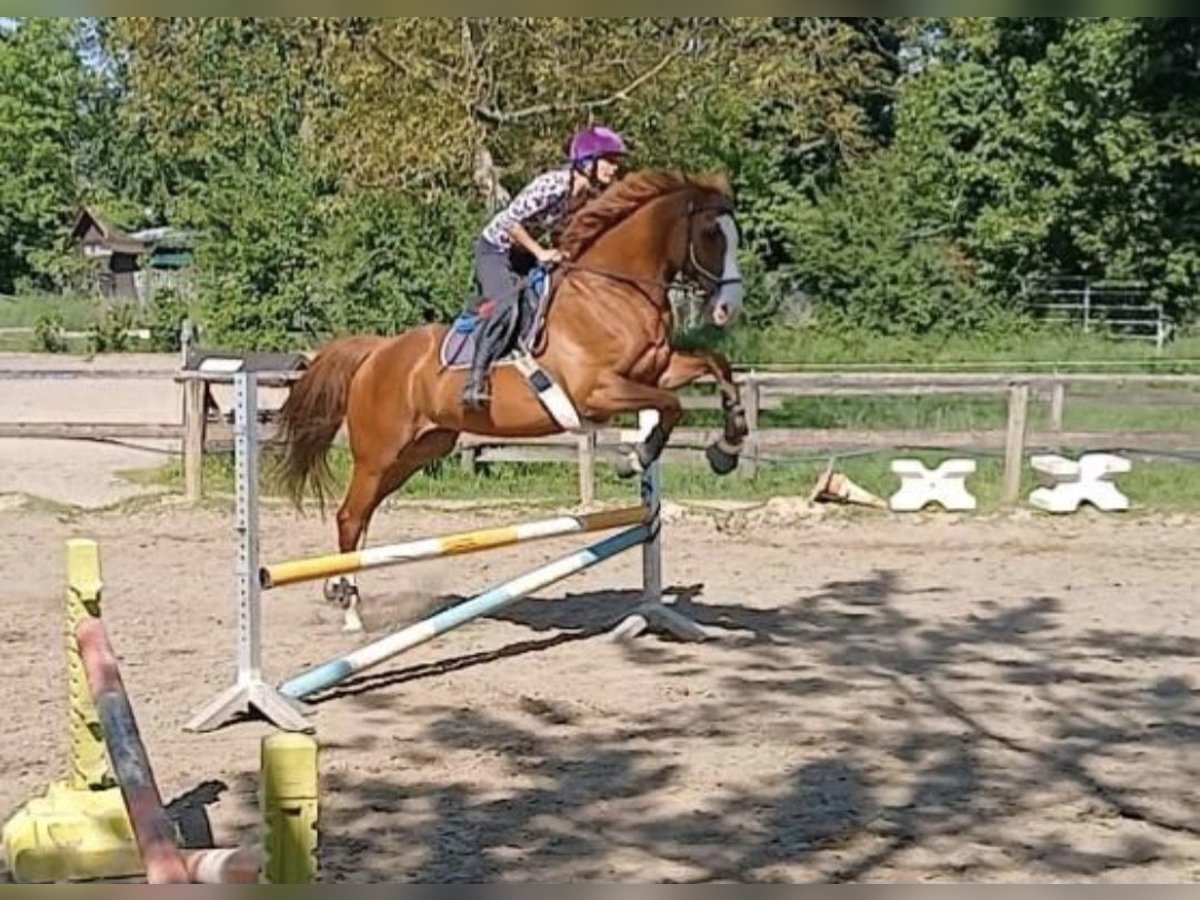 Weitere Vollblüter Mix Wallach 6 Jahre 177 cm Fuchs in Grevenbroich