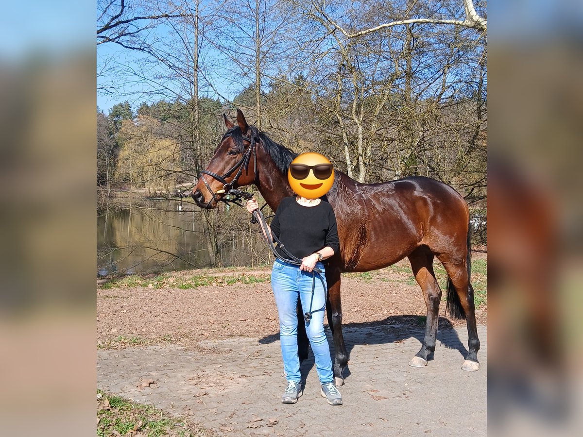 Weitere Vollblüter Wallach 7 Jahre 163 cm Brauner in Bruchm&#xFC;hlbach-Miesau