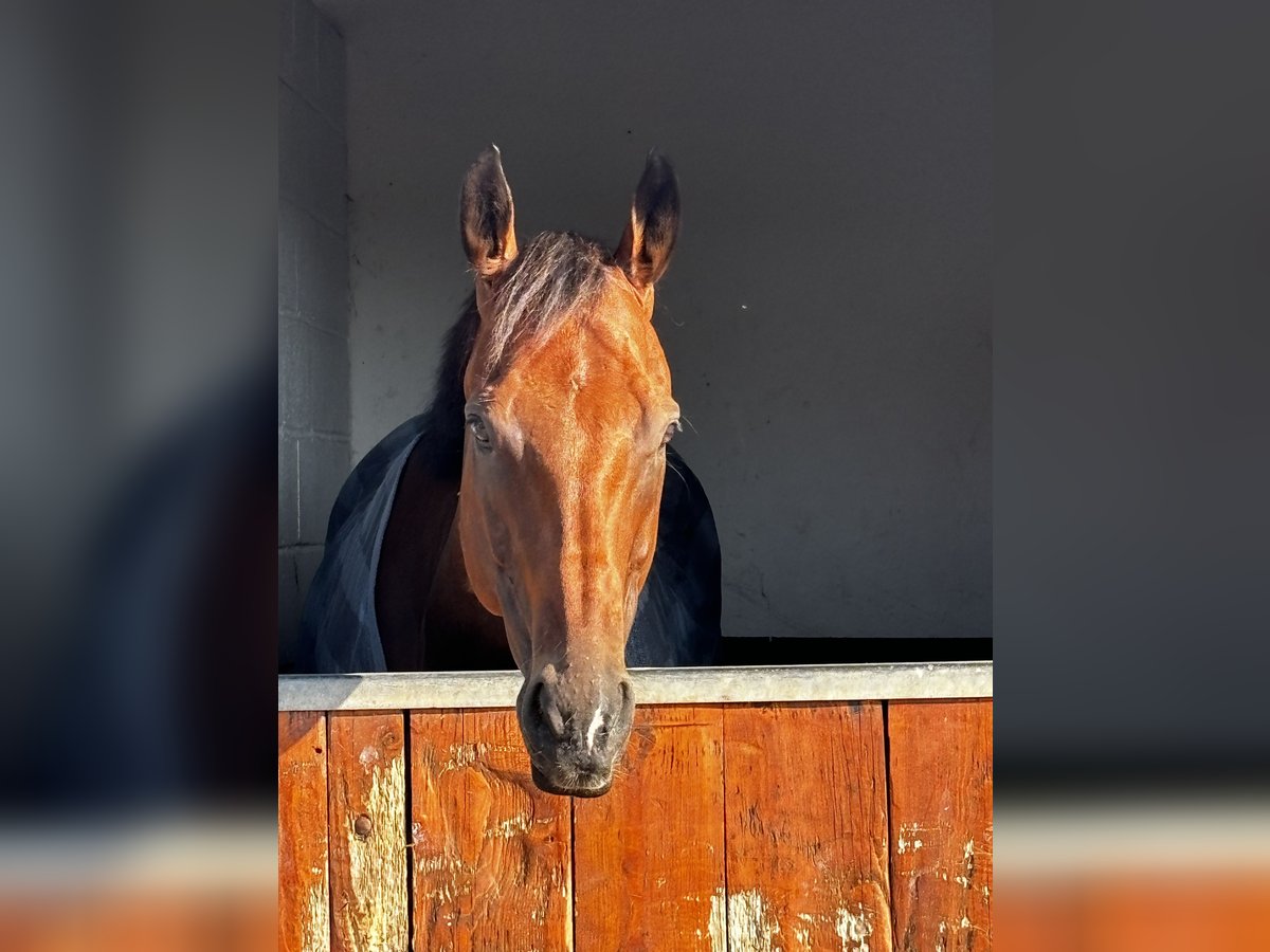 Weitere Vollblüter Wallach 9 Jahre 168 cm Brauner in Beckingen