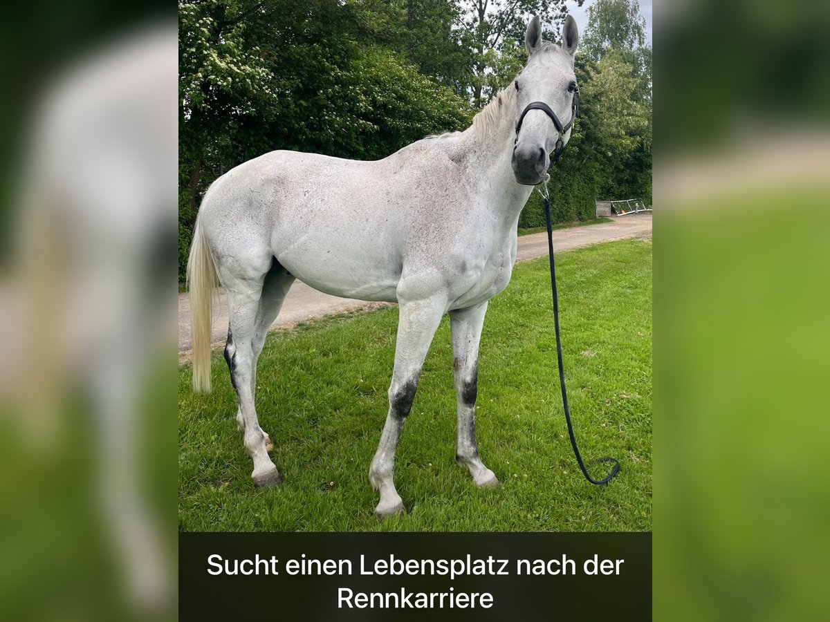 Weitere Vollblüter Wallach 9 Jahre 174 cm Schimmel in Dielsdorf