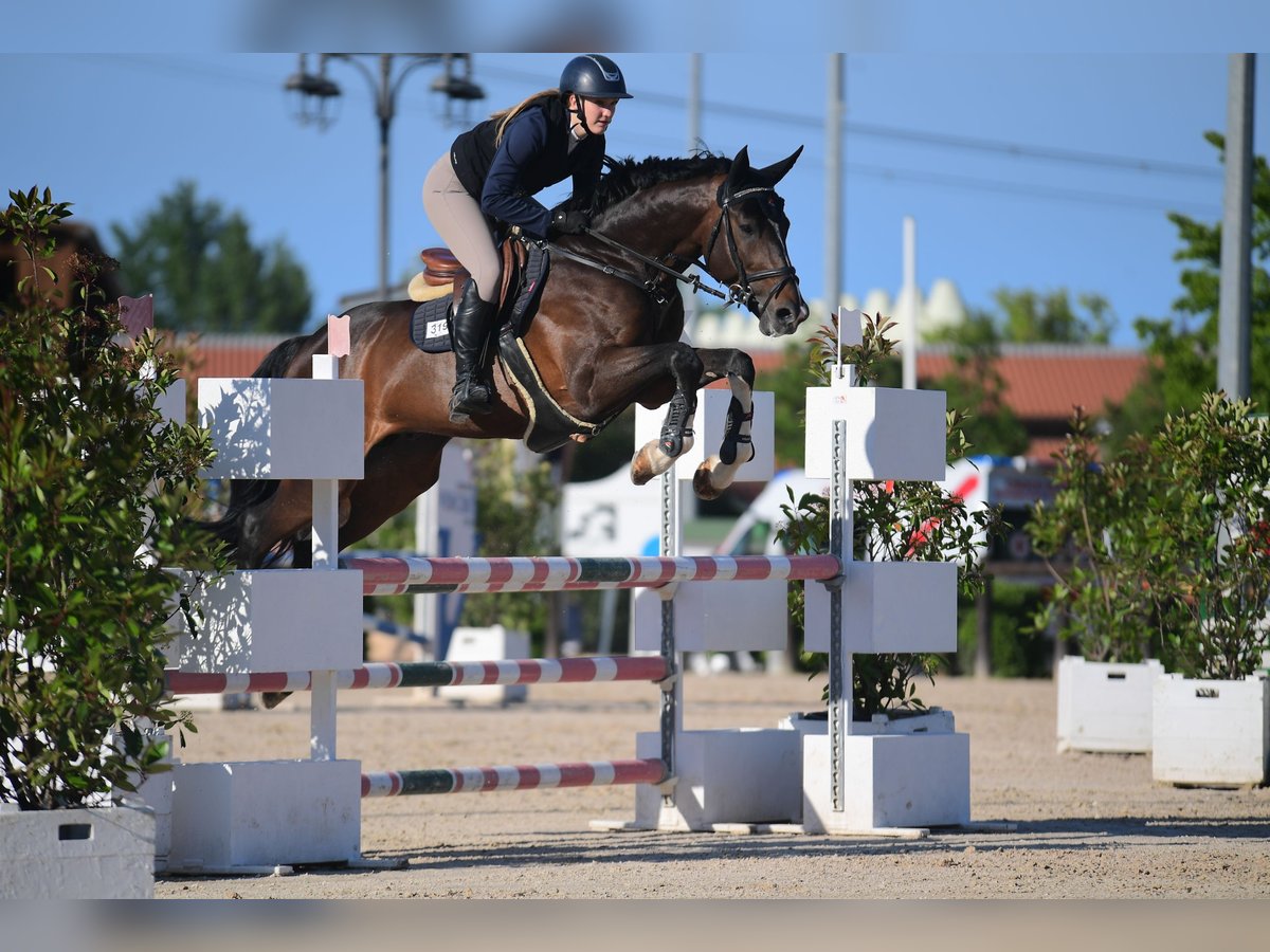 Weitere Warmblüter Hengst 10 Jahre 170 cm Dunkelbrauner in Nova Gorica