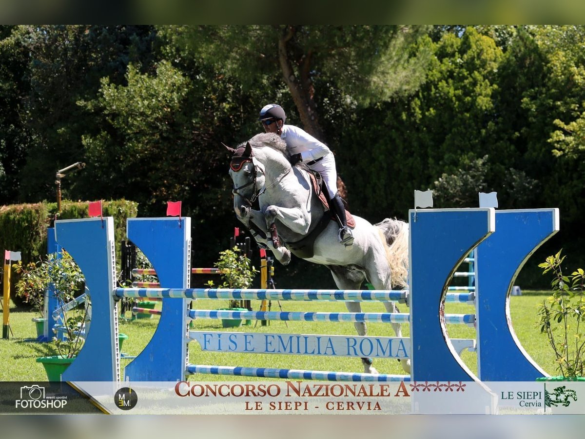 Weitere Warmblüter Hengst 11 Jahre Schimmel in Ljubljana