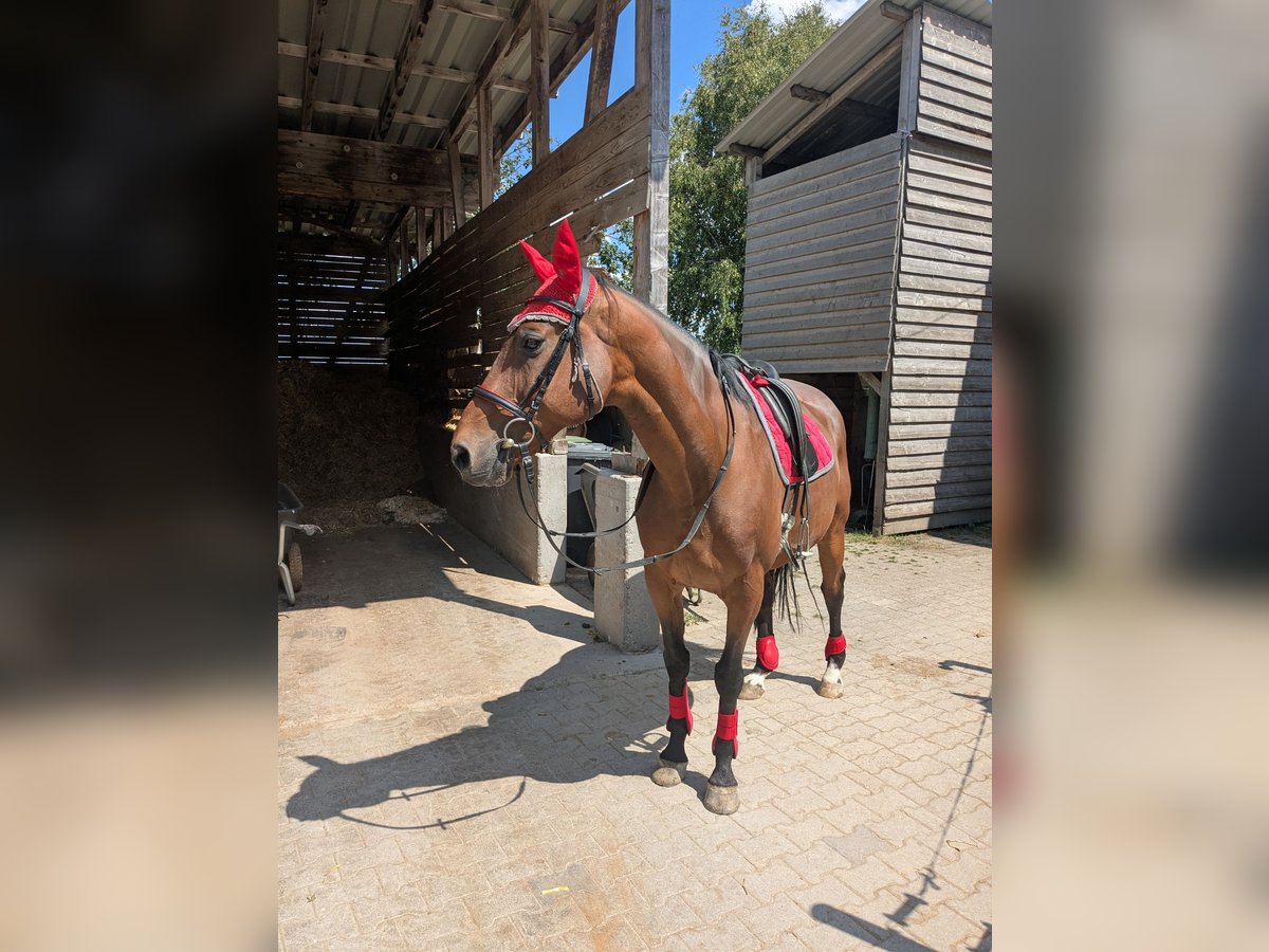 Weitere Warmblüter Hengst 13 Jahre 164 cm Brauner in Villingen-Schwenningen