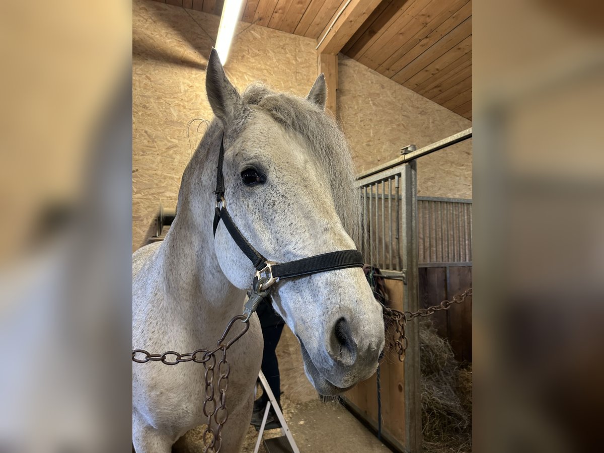 Weitere Warmblüter Hengst 13 Jahre 164 cm in Kiefersfelden Weitere Warmblüter Hengst 13 Jahre 164 cm in Kiefersfelden
