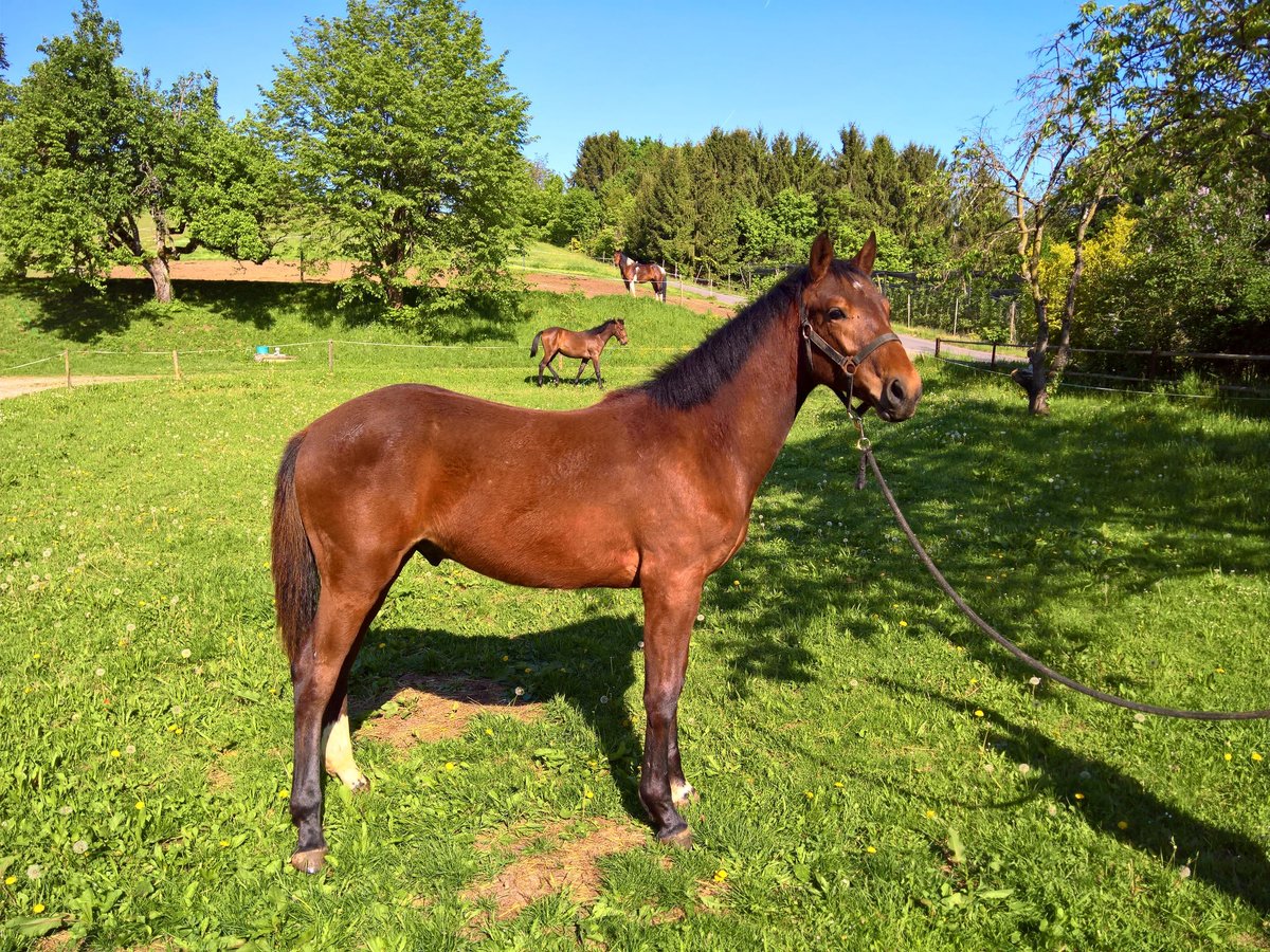 Weitere Warmblüter Hengst 1 Jahr 165 cm Brauner in Riegersburgegersburg