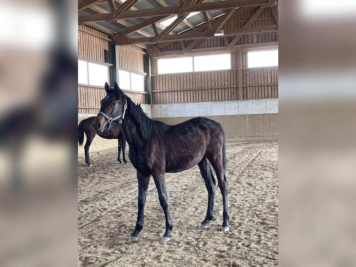 Weitere Warmblüter Hengst 1 Jahr Dunkelbrauner in Puch