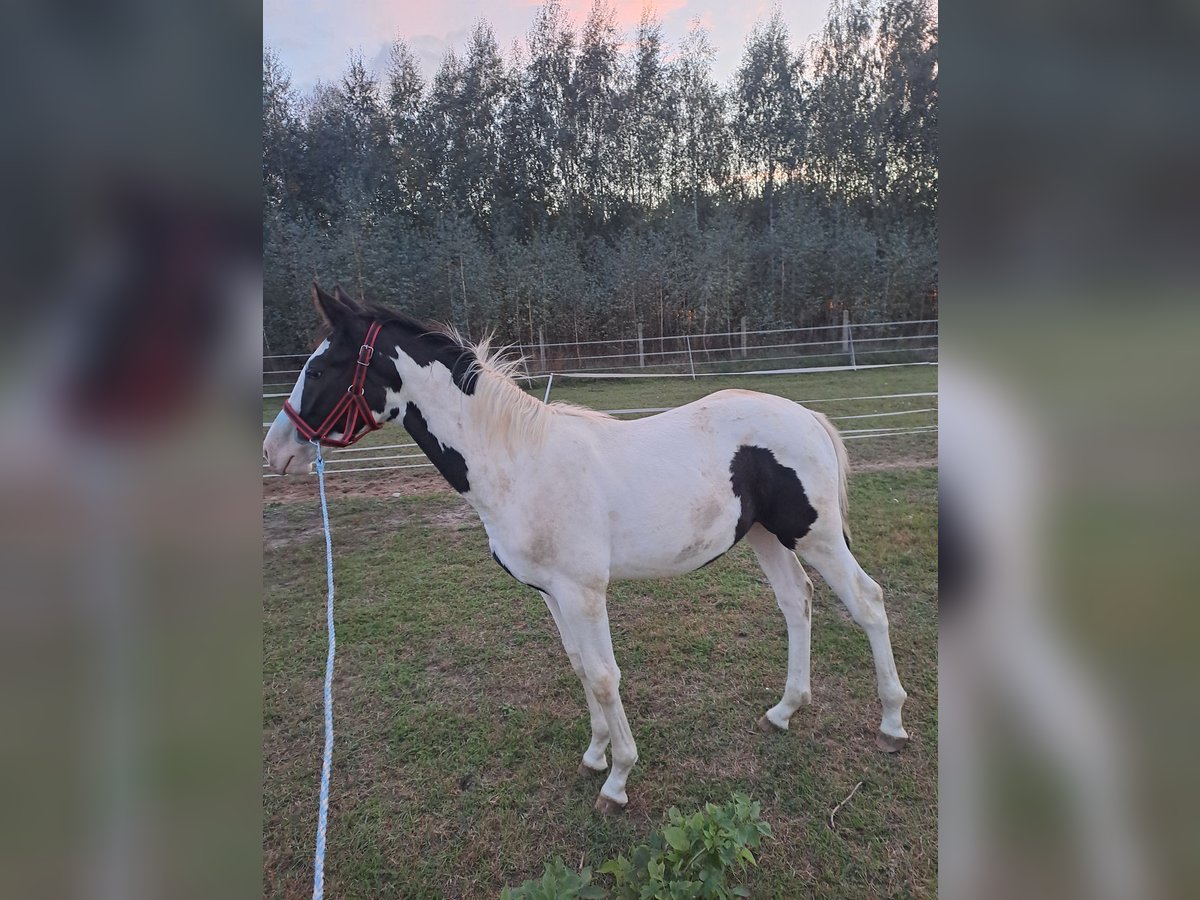Weitere Warmblüter Mix Hengst 1 Jahr Schecke in Wiewi&#xF3;rka