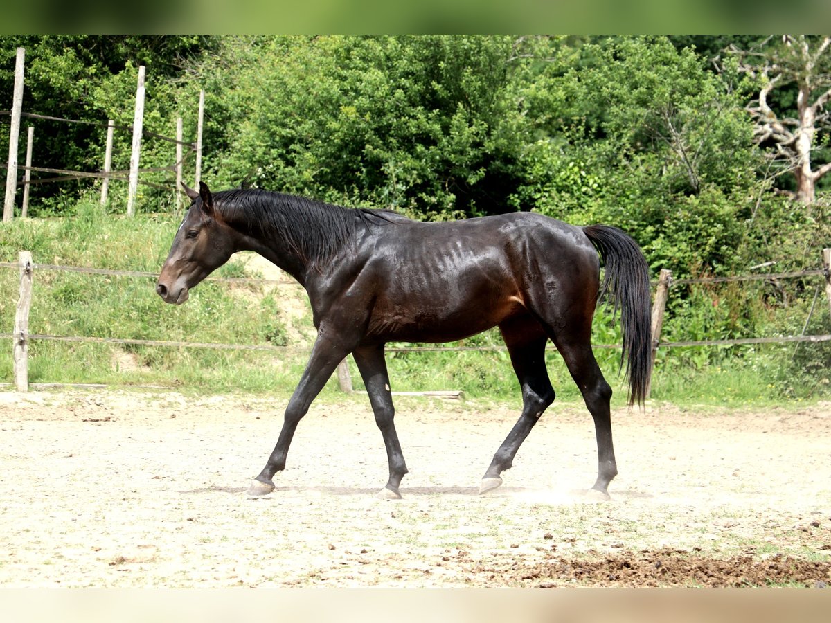 Weitere Warmblüter Hengst 2 Jahre 155 cm Schwarzbrauner in Bou&#xE9;e