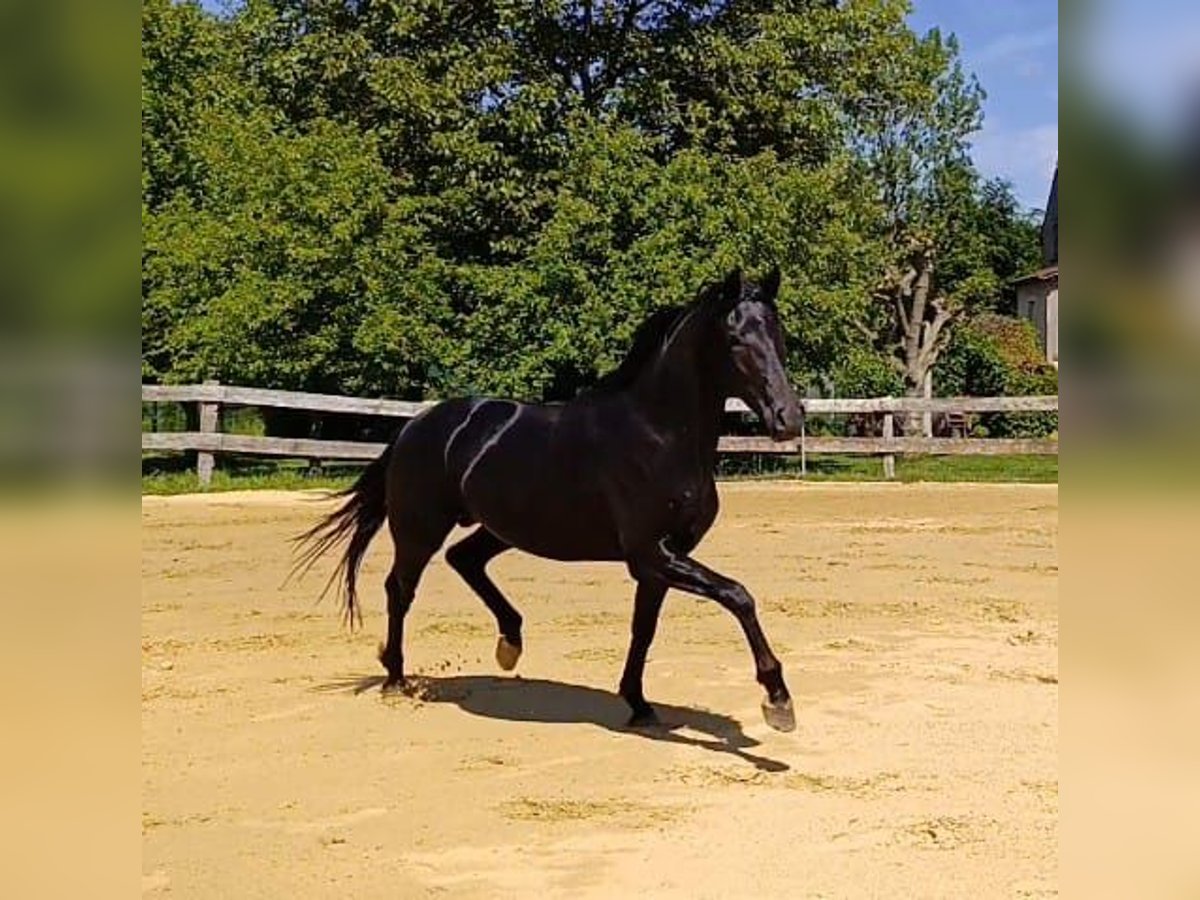 Weitere Warmblüter Hengst 2 Jahre 162 cm Rappe in Havixbeck