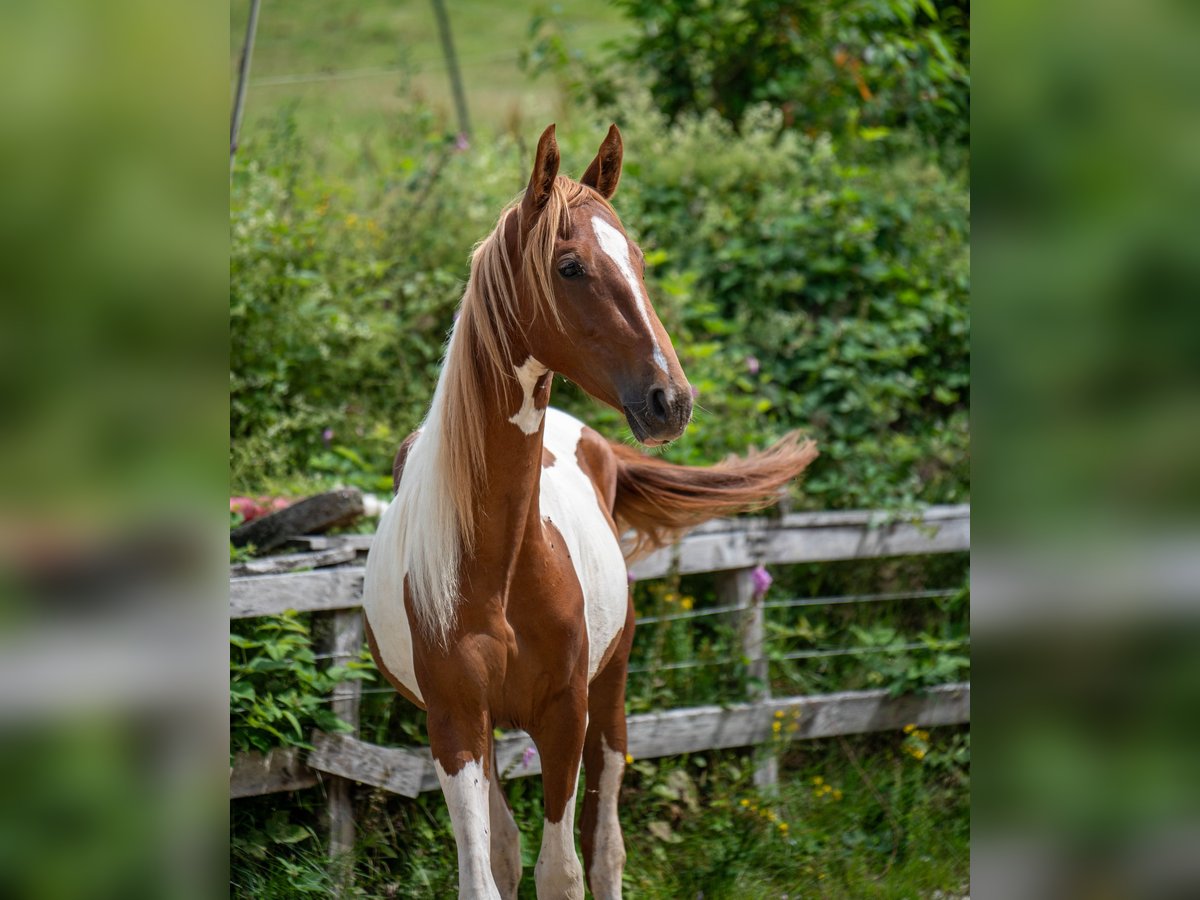 Weitere Warmblüter Hengst 2 Jahre 165 cm Tobiano-alle-Farben in Kierspe