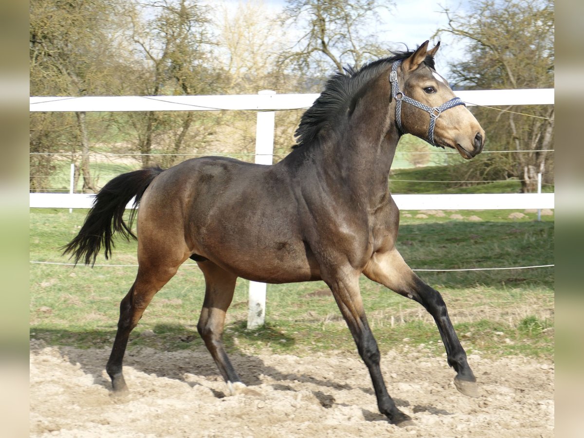 Weitere Warmblüter Hengst 3 Jahre 170 cm Buckskin in Borgentreich