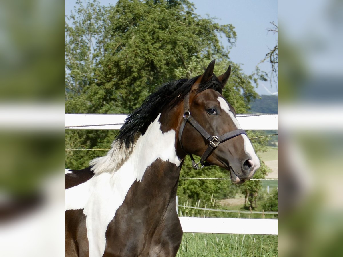 Weitere Warmblüter Hengst 4 Jahre 170 cm Schecke in Borgentreich