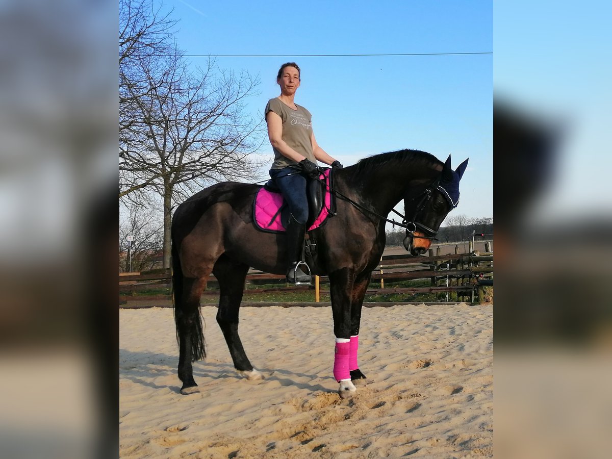 Weitere Warmblüter Hengst 7 Jahre 169 cm Brauner in Senden