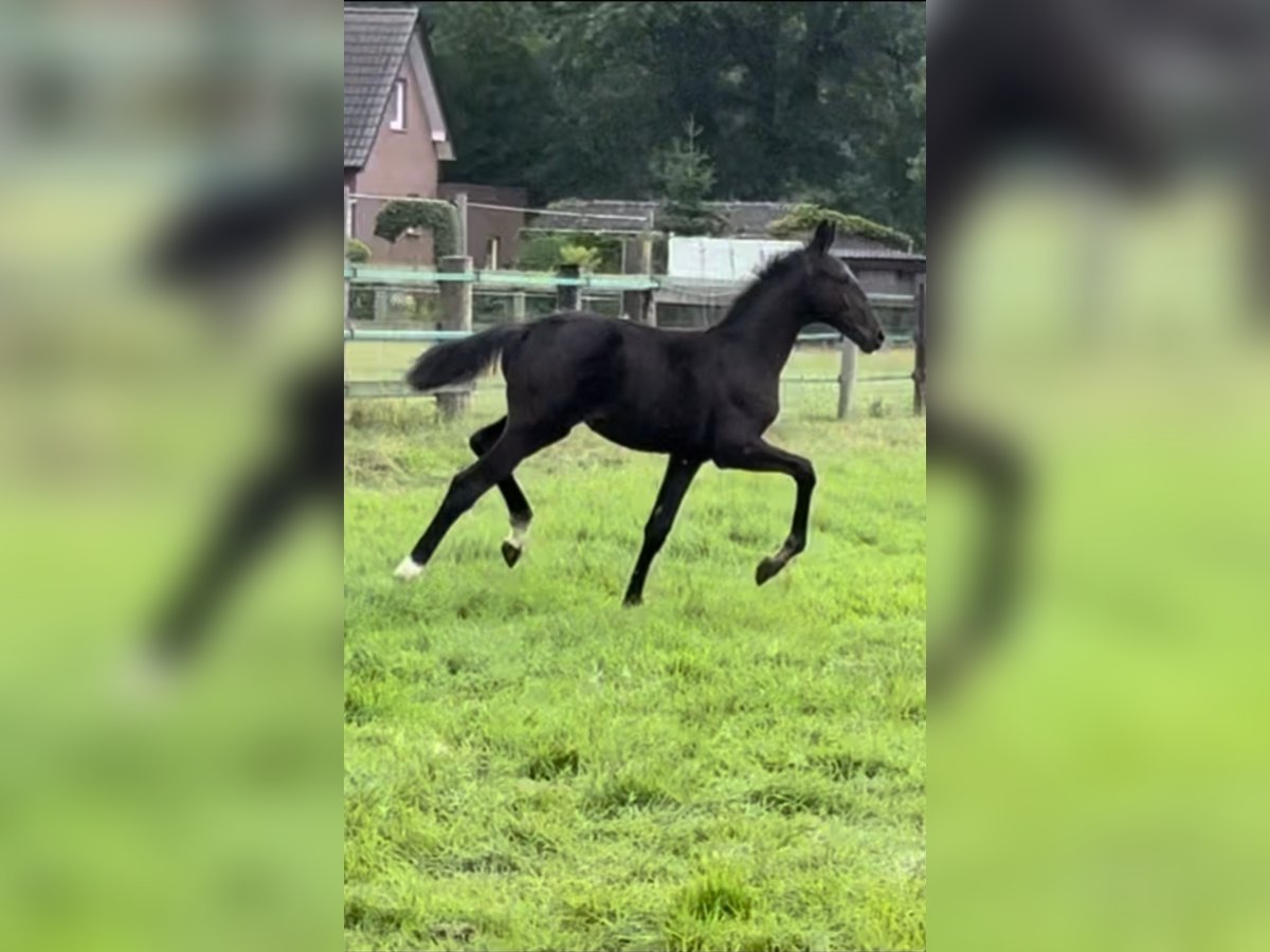 Weitere Warmblüter Hengst Fohlen (03/2025) 100 cm Rappe in Hopsten